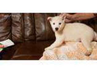 Shiba Inu Puppy for sale in Shelton, WA, USA