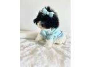 Maltese Puppy for sale in Douglas, GA, USA