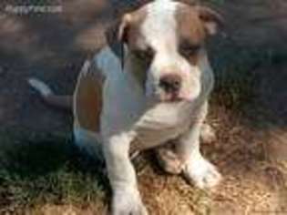 American Bulldog Puppy for sale in Galt, CA, USA