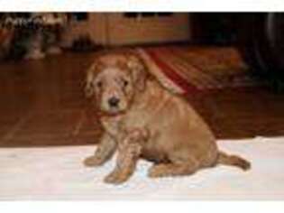 Goldendoodle Puppy for sale in Seneca, MO, USA