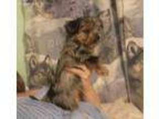 Medium Photo #1 Chorkie Puppy For Sale in Peoria, IL, USA