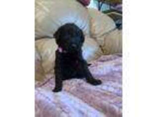 Labradoodle Puppy for sale in Churubusco, IN, USA