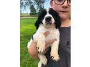 English Springer Spaniel Puppy for sale in Bruce, SD, USA