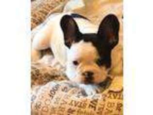 French Bulldog Puppy for sale in Syracuse, NE, USA