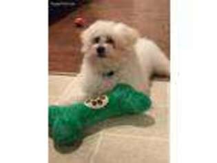 Maltese Puppy for sale in Schroon Lake, NY, USA