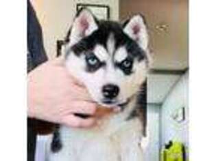 Siberian Husky Puppy for sale in Dayton, OR, USA