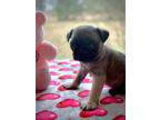 Pug Puppy for sale in Crossville, TN, USA