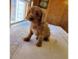 Cavapoo Puppy for sale in Amarillo, TX, USA