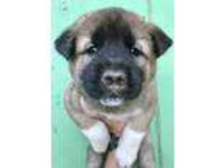 Akita Puppy for sale in Harrisville, NY, USA