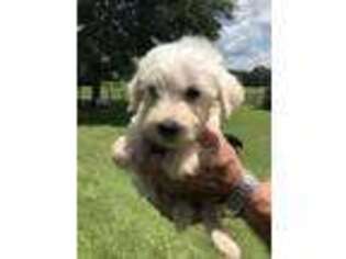 Schnoodle (Standard) Puppy for sale in Groveton, TX, USA