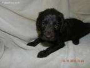 Labradoodle Puppy for sale in Manistee, MI, USA
