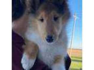 Collie Puppy for sale in Genoa, OH, USA