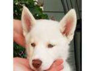 Siberian Husky Puppy for sale in Benton City, WA, USA