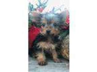 Yorkshire Terrier Puppy for sale in Darien, CT, USA
