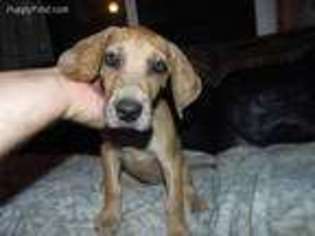 Great Dane Puppy for sale in Eugene, OR, USA