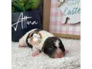 Mutt Puppy for sale in Whatley, AL, USA