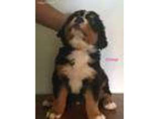 Bernese Mountain Dog Puppy for sale in Kalamazoo, MI, USA