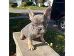 French Bulldog Puppy for sale in Lyons, NY, USA