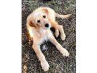 Goldendoodle Puppy for sale in Brashear, TX, USA