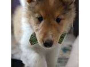 Collie Puppy for sale in Aurora, CO, USA