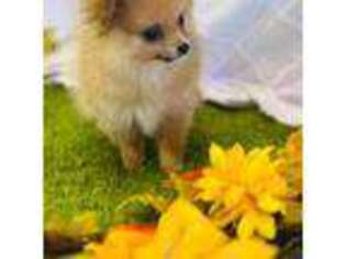 Pomeranian Puppy for sale in Morrow, OH, USA