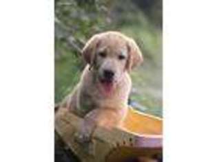 Labrador Retriever Puppy for sale in Lagrange, IN, USA