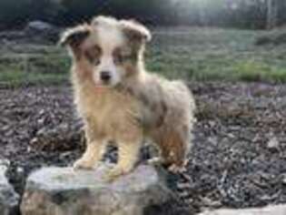 Miniature Australian Shepherd Puppy for sale in Bulverde, TX, USA