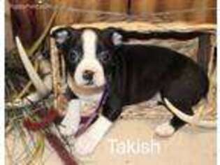 Boston Terrier Puppy for sale in Ovid, NY, USA