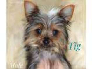 Yorkshire Terrier Puppy for sale in Duff, TN, USA