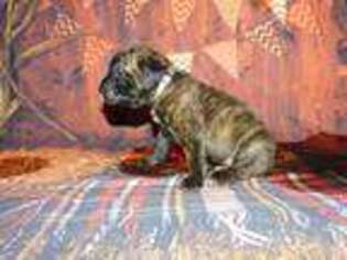 Cane Corso Puppy for sale in Spencerville, IN, USA