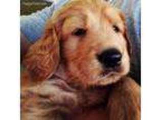 Goldendoodle Puppy for sale in Austin, TX, USA