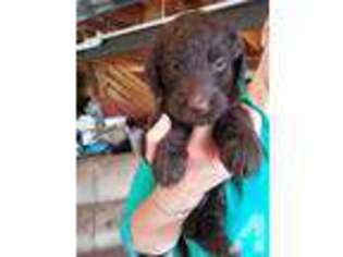 Labradoodle Puppy for sale in BURLINGTON, KY, USA