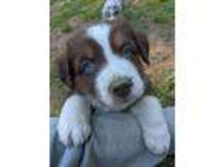 Miniature Australian Shepherd Puppy for sale in Raymond, ME, USA