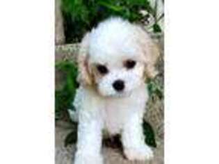 Cavachon Puppy for sale in Doon, IA, USA