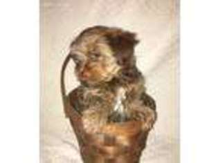 Yorkshire Terrier Puppy for sale in Elkland, MO, USA