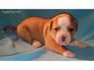 American Bulldog Puppy for sale in Madison, WI, USA