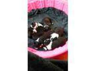 Boston Terrier Puppy for sale in Des Moines, IA, USA