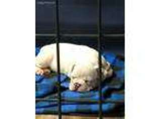 Bulldog Puppy for sale in Saxon, WI, USA