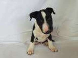 Bull Terrier Puppy for sale in North Collins, NY, USA