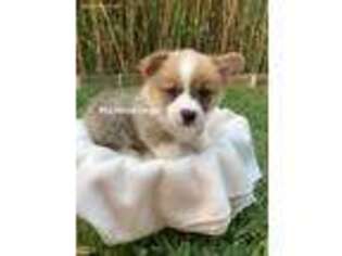 Pembroke Welsh Corgi Puppy for sale in La Vernia, TX, USA