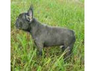 French Bulldog Puppy for sale in Caney, OK, USA
