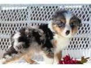 Australian Shepherd Puppy for sale in Utica, OH, USA