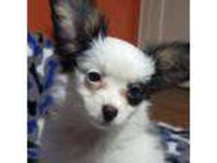 Papillon Puppy for sale in Spartanburg, SC, USA