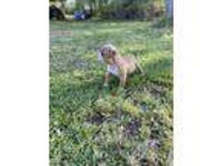 American Bulldog Puppy for sale in Beulaville, NC, USA