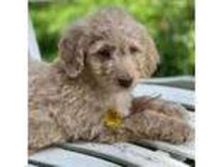 Goldendoodle Puppy for sale in Whitingham, VT, USA