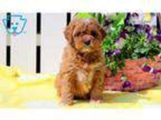 Cavapoo Puppy for sale in Lancaster, PA, USA