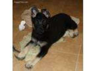 German Shepherd Dog Puppy for sale in Ellisville, MS, USA