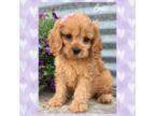 Cavapoo Puppy for sale in Mabel, MN, USA