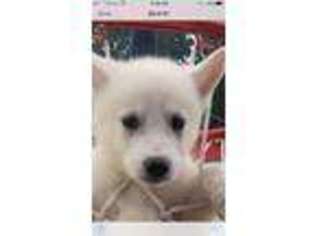 Mutt Puppy for sale in Minot, ND, USA
