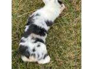 Pembroke Welsh Corgi Puppy for sale in Mechanicsburg, IL, USA